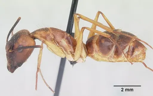 Camponotus hova specimen CASENT0101923 image casent0101923_3
