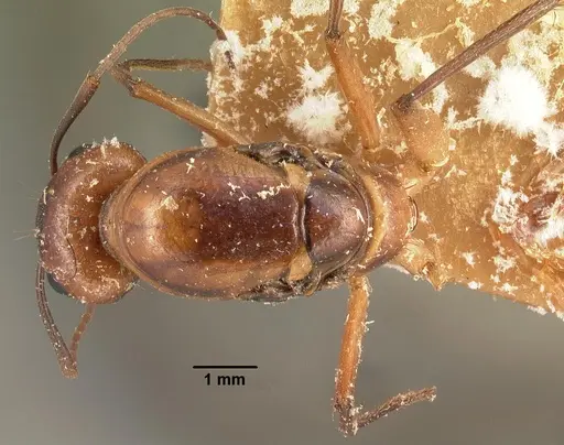 Camponotus hova specimen CASENT0101951 image casent0101951_1