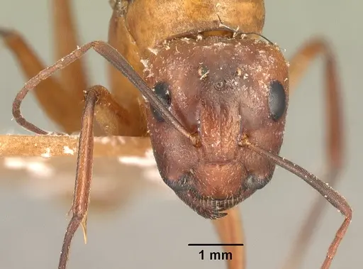 Camponotus hova specimen CASENT0101951 image casent0101951_2