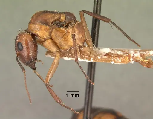 Camponotus hova specimen CASENT0101951 image casent0101951_3
