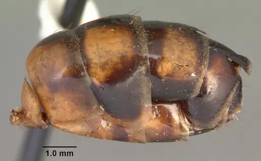 Camponotus hova specimen CASENT0101951 image casent0101951_4