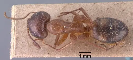 Camponotus hova specimen CASENT0101954 image casent0101954_1