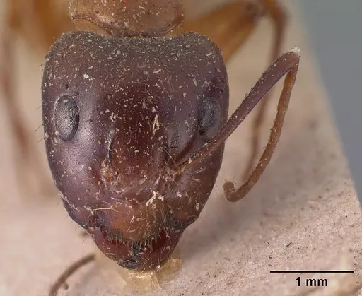 Camponotus hova specimen CASENT0101954 image casent0101954_2