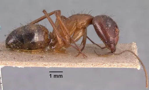Camponotus hova specimen CASENT0101954 image casent0101954_3