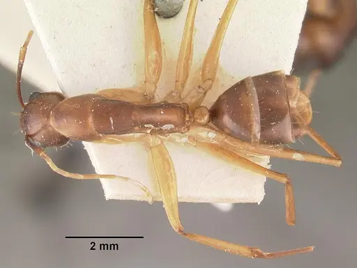 Camponotus hova specimen CASENT0102453 image casent0102453_1