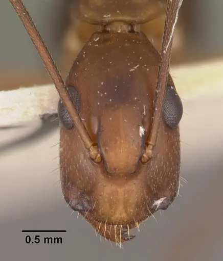 Camponotus hova specimen CASENT0102453 image casent0102453_2