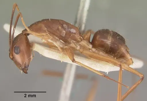 Camponotus hova specimen CASENT0102453 image casent0102453_3