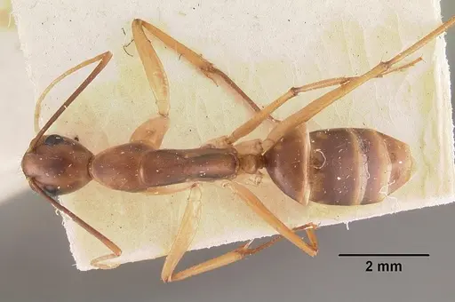 Camponotus hova specimen CASENT0102454 image casent0102454_1