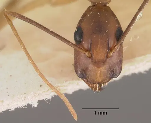 Camponotus hova specimen CASENT0102454 image casent0102454_2