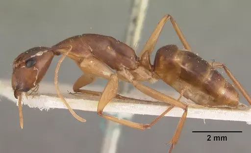 Camponotus hova specimen CASENT0102454 image casent0102454_3