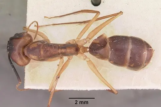 Camponotus hova specimen CASENT0102455 image casent0102455_1