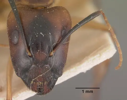 Camponotus hova specimen CASENT0102455 image casent0102455_2
