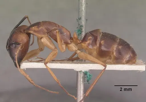 Camponotus hova specimen CASENT0102455 image casent0102455_3
