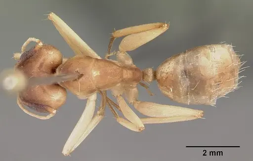 Camponotus hova specimen CASENT0104630 image casent0104630_1
