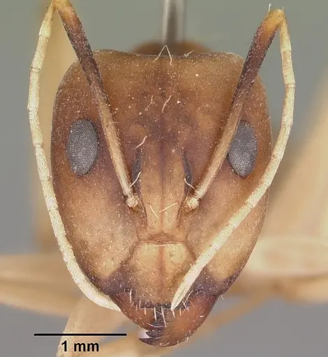 Camponotus hova specimen CASENT0104630 image casent0104630_2