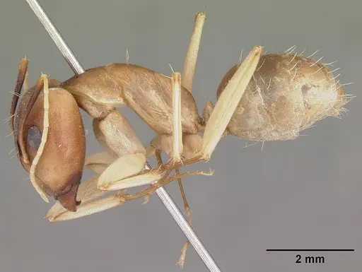 Camponotus hova specimen CASENT0104630 image casent0104630_3