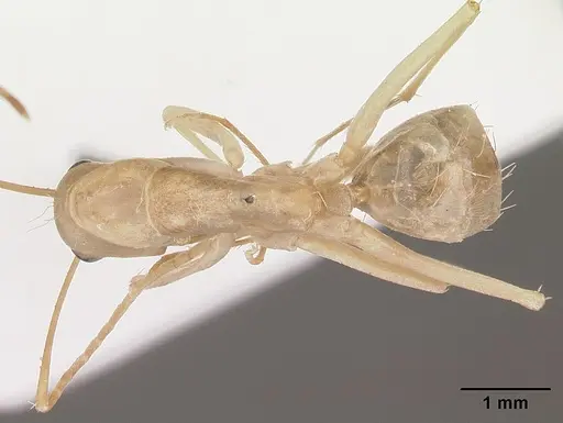 Camponotus hova specimen CASENT0104631 image casent0104631_1