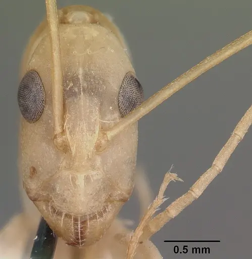 Camponotus hova specimen CASENT0104631 image casent0104631_2