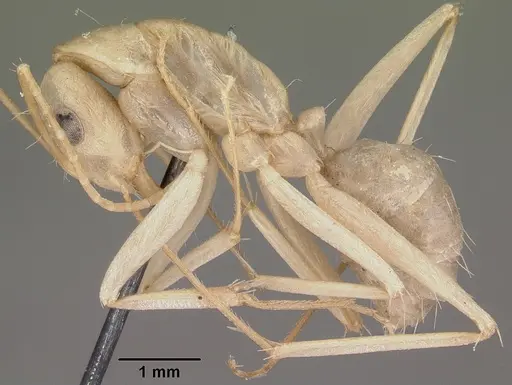Camponotus hova specimen CASENT0104631 image casent0104631_3