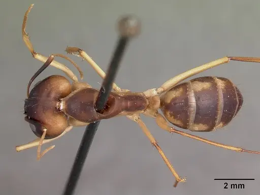 Camponotus hova specimen CASENT0104635 image casent0104635_1