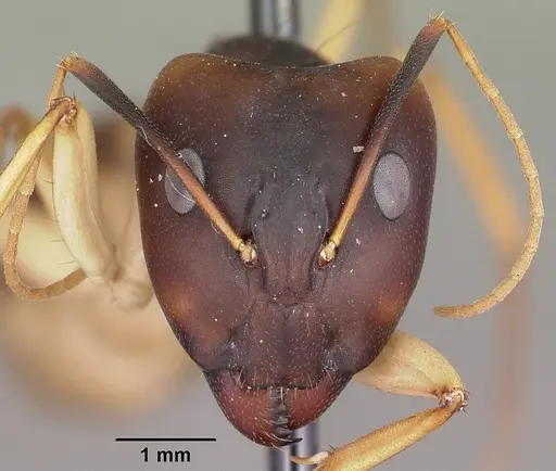 Camponotus hova specimen CASENT0104635 image casent0104635_2