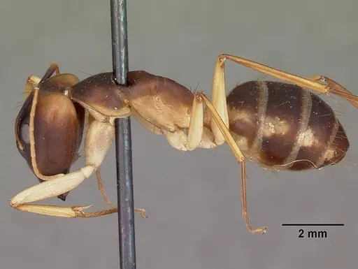 Camponotus hova specimen CASENT0104635 image casent0104635_3