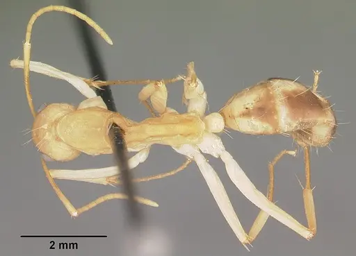 Camponotus hova specimen CASENT0104636 image casent0104636_1