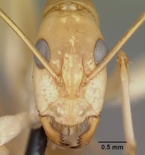 Camponotus hova specimen CASENT0104636 image casent0104636_2