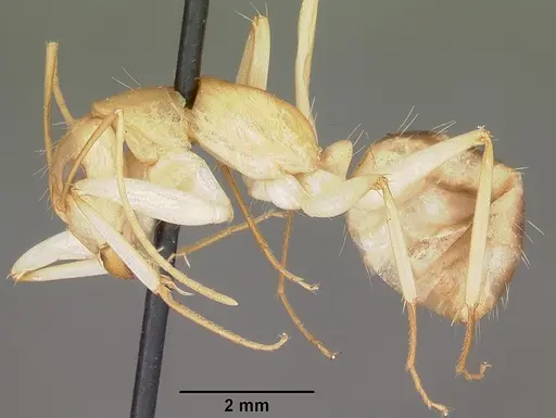 Camponotus hova specimen CASENT0104636 image casent0104636_3