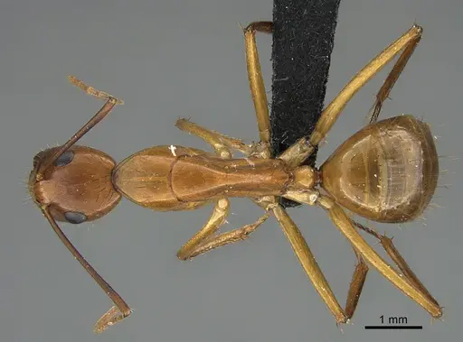 Camponotus hova specimen CASENT0132420 image casent0132420_1