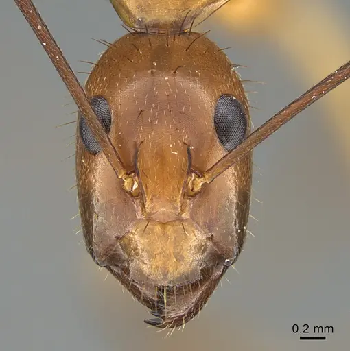 Camponotus hova specimen CASENT0132420 image casent0132420_2
