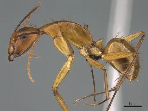 Camponotus hova specimen CASENT0132420 image casent0132420_3