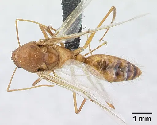 Camponotus hova specimen CASENT0132421 image casent0132421_1