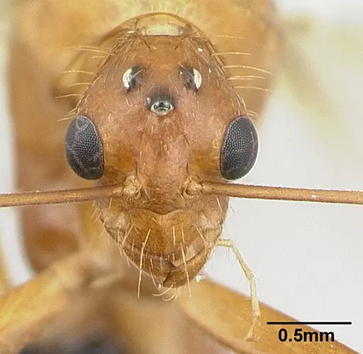 Camponotus hova specimen CASENT0132421 image casent0132421_2