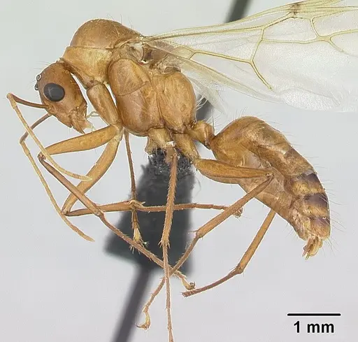 Camponotus hova specimen CASENT0132421 image casent0132421_3