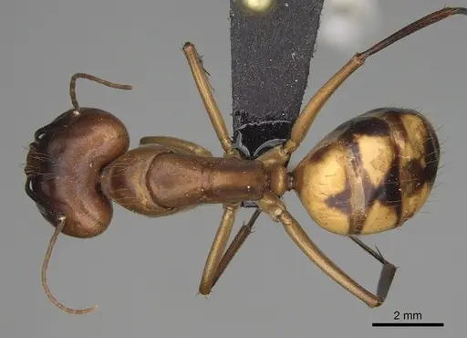 Camponotus hova specimen CASENT0150215 image casent0150215_1