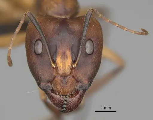 Camponotus hova specimen CASENT0150215 image casent0150215_2