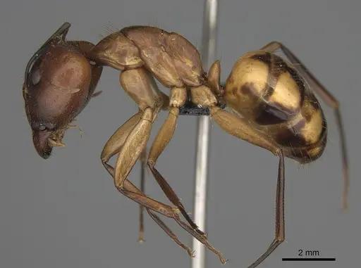 Camponotus hova specimen CASENT0150215 image casent0150215_3