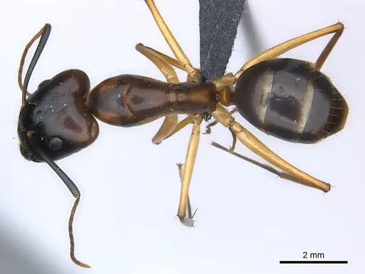 Camponotus hova specimen CASENT0157496 image casent0157496_1