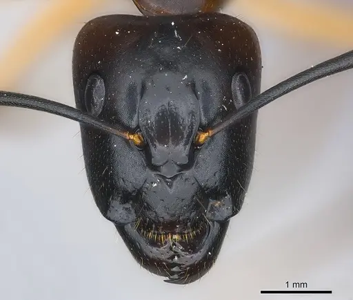 Camponotus hova specimen CASENT0157496 image casent0157496_2