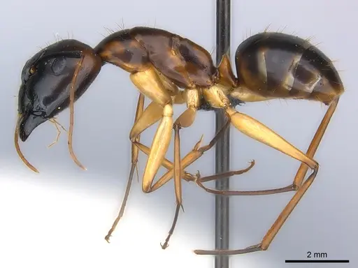 Camponotus hova specimen CASENT0157496 image casent0157496_3