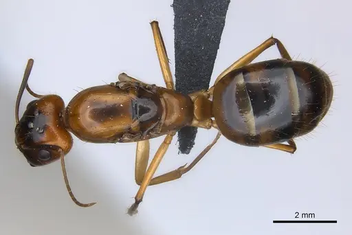 Camponotus hova specimen CASENT0160143 image casent0160143_1