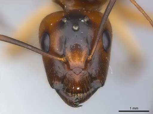 Camponotus hova specimen CASENT0160143 image casent0160143_2