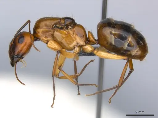 Camponotus hova specimen CASENT0160143 image casent0160143_3