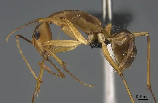 Camponotus hova specimen CASENT0160151 image casent0160151_1