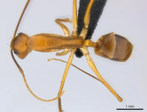Camponotus hova specimen CASENT0160555 image casent0160555_1