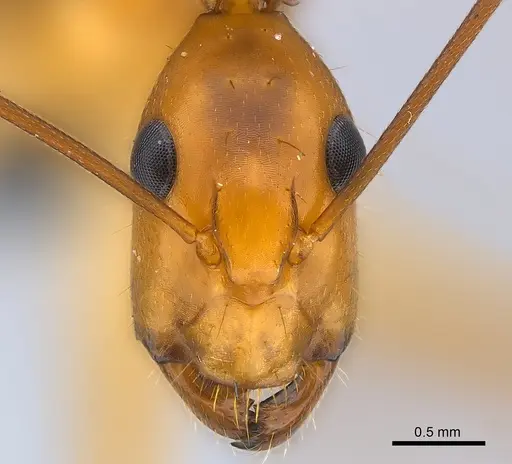 Camponotus hova specimen CASENT0160555 image casent0160555_2