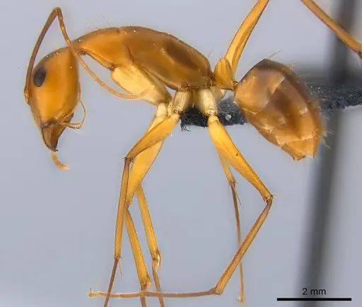 Camponotus hova specimen CASENT0160555 image casent0160555_3