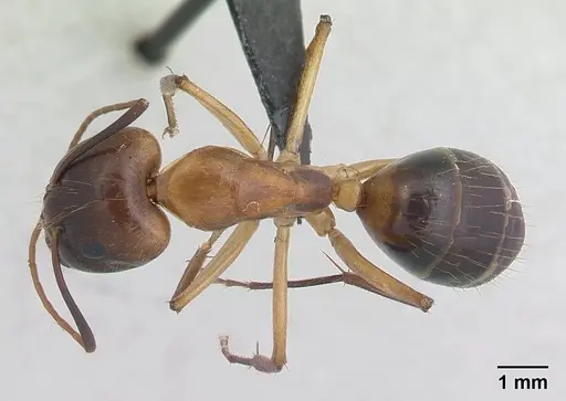 Camponotus hova specimen CASENT0188199 image casent0188199_1