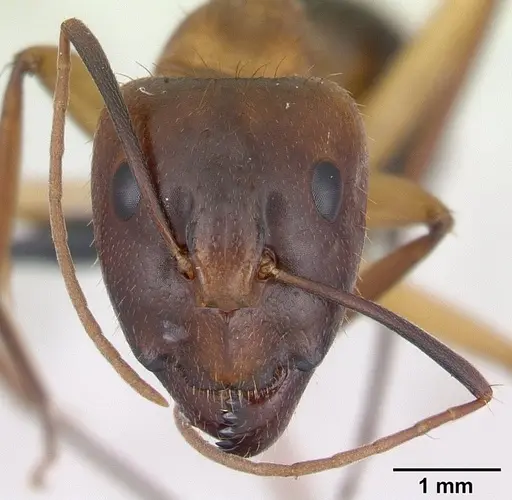 Camponotus hova specimen CASENT0188199 image casent0188199_2